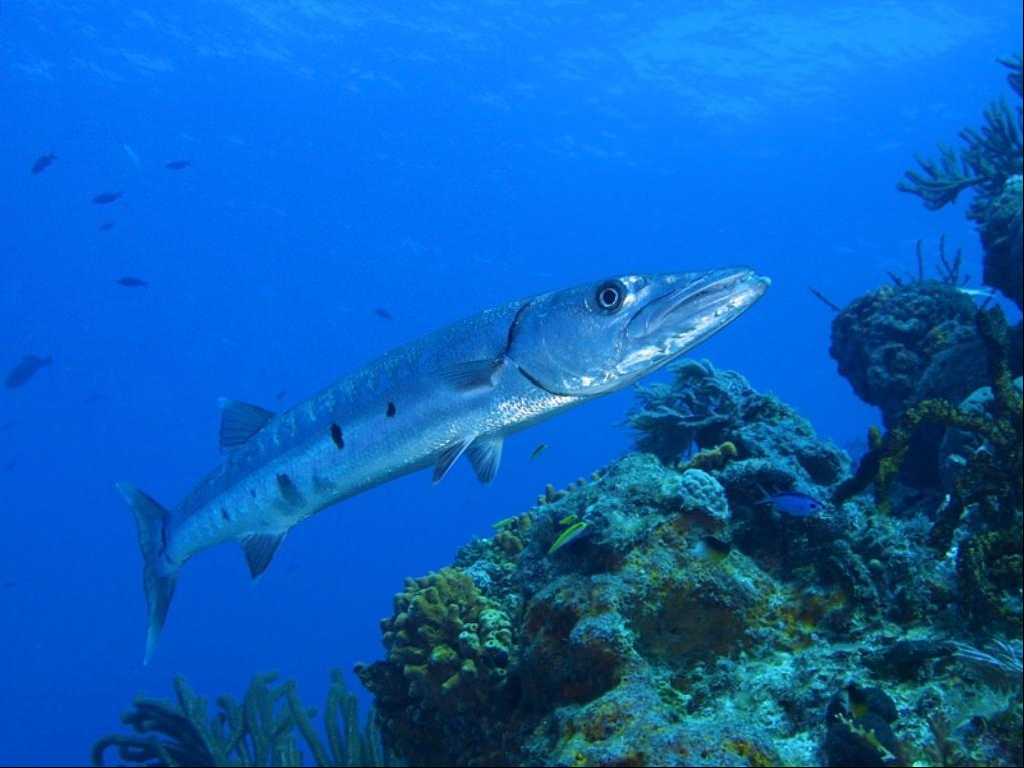 SPHYRAENIDAE (BARRACUDA)